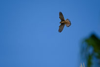 20181026_172028_Falke_5491.jpg