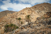 Palmeral de Buen Paso unbenannt_01_v23.jpg