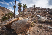 Palmeral de Buen Paso unbenannt_01_v24.jpg
