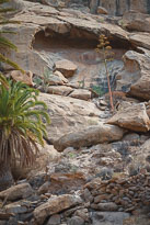 Palmeral de Buen Paso unbenannt_01_v26.jpg