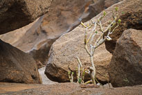 Palmeral de Buen Paso unbenannt_01_v28.jpg