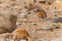 Palmeral de Buen Paso unbenannt_01_v43.jpg