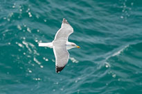 Ajuy - Silbermöwe unbenannt_01_v15.jpg