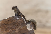 Atlashörnchen unbenannt_01_v16.jpg