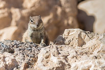 Atlashörnchen unbenannt_01_v17.jpg