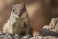 Atlashörnchen unbenannt_01_v18.jpg