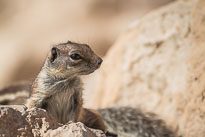 Atlashörnchen unbenannt_01_v21.jpg