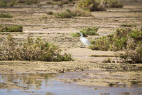 Seidenreiher unbenannt_01_v22.jpg