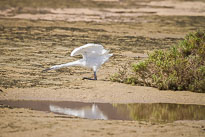 Seidenreiher unbenannt_01_v23.jpg