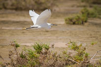 Seidenreiher unbenannt_01_v24.jpg