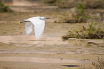 Seidenreiher unbenannt_01_v25.jpg