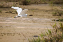 Seidenreiher unbenannt_01_v26.jpg