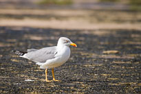 Silbermöwe unbenannt_01_v27.jpg