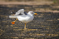 Silbermöwe beim Mittagsstretching unbenannt_01_v28.jpg