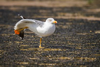 Silbermöwe beim Mittagsstretching unbenannt_01_v29.jpg