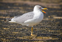 Silbermöwe unbenannt_01_v30.jpg