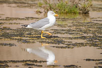 Silbermöwe unbenannt_01_v31.jpg