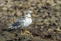 Silbermöwe unbenannt_01_v32.jpg