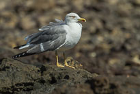 Silbermöwe unbenannt_01_v33.jpg