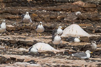 Silbermöwe unbenannt_01_v34.jpg