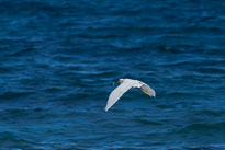 Seidenreiher mit Fischfang unbenannt_01_v35.jpg