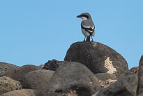 Raubwürger unbenannt_01_v36.jpg