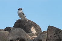 Raubwürger unbenannt_01_v37.jpg