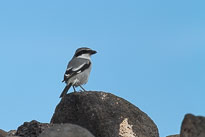 Raubwürger unbenannt_01_v38.jpg