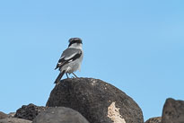 Raubwürger unbenannt_01_v39.jpg