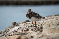 Steinwälzer unbenannt_01_v40.jpg