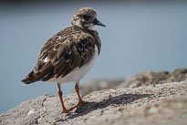 Steinwälzer unbenannt_01_v41.jpg