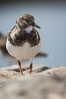 Steinwälzer unbenannt_01_v42.jpg