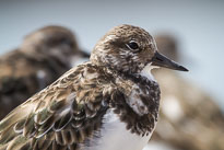 Steinwälzer unbenannt_01_v43.jpg