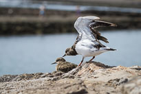 Steinwälzer unbenannt_01_v44.jpg