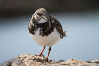 Steinwälzer unbenannt_01_v45.jpg