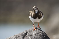 Steinwälzer unbenannt_01_v46.jpg