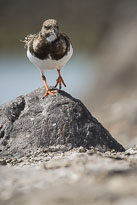 Steinwälzer unbenannt_01_v47.jpg