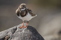 Steinwälzer unbenannt_01_v48.jpg