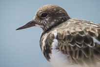 Steinwälzer unbenannt_01_v49.jpg