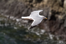 El Golfo unbenannt_01_v61.jpg