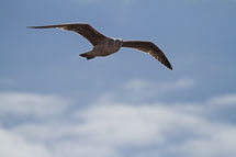 El Golfo unbenannt_01_v64.jpg