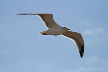 El Golfo unbenannt_01_v65.jpg