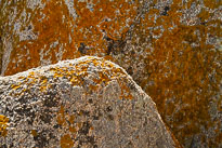 20110922_115909_Sardinien_1386.jpg 20110922_115909_Sardinien_1386.jpg