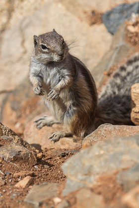 Die Tierwelt auf Fuerteventura